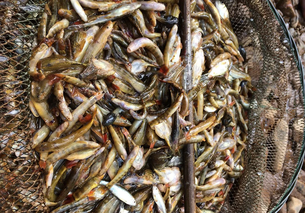 Cá suối chiên giòn đặc sản Mai Châu - Đặc sản và điểm đến du lịch nổi tiếng tại Mai Châu