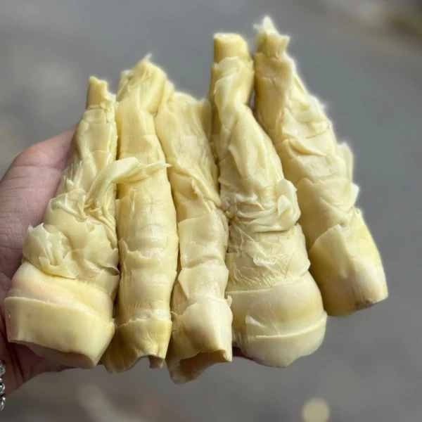 Những búp măng rừng tươi ngon thu hoạch từ rừng Mai Châu
