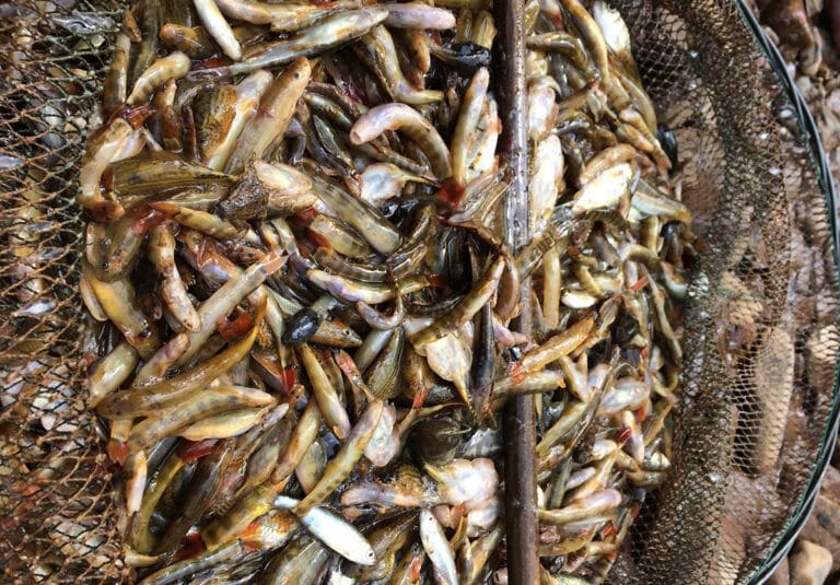 Hướng Dẫn Cách Làm Món Cá Suối Chiên Đơn Giản 2024