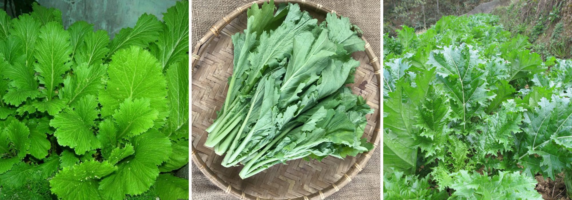 Rau Cải Mèo - Món Ngon Tây Bắc - 2025